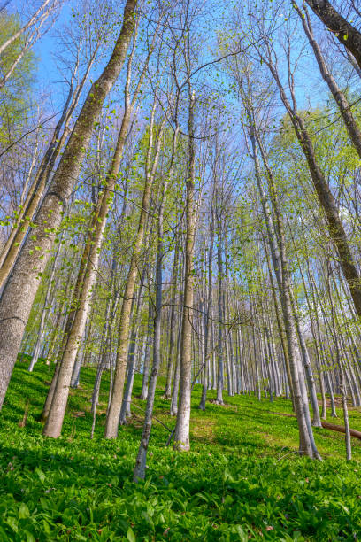 istock Beech forest in spring, many beech trees with wild garlic (Allium ursinum) on the forest floor. Scenic forest of fresh green deciduous beech trees 1341665130