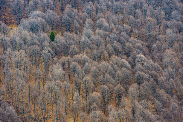 Scenic leafless beech trees forest in late autumn november bird eye view nature background. Beautiful brown beech forest in autumn, on hills and mountains. Beech forest panorama.