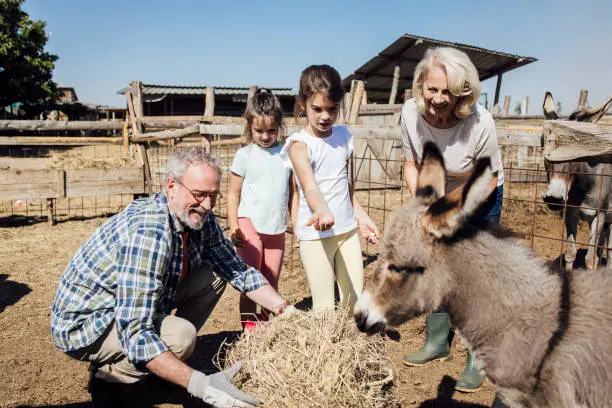 Photo of Two girls enjoying on the ranch and helping grandparents feeding donkeys