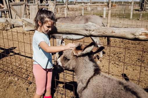 Little girl cuddling a baby donkey and enjoying on the ranch.