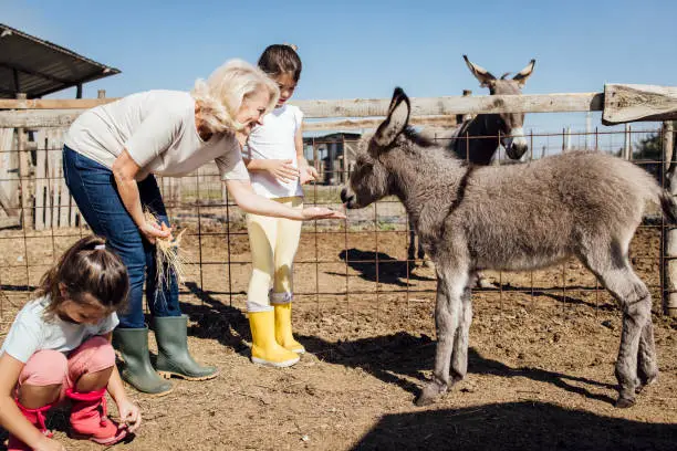 Photo of Two girls cuddling little donkey and enjoying with grandma on the ranch