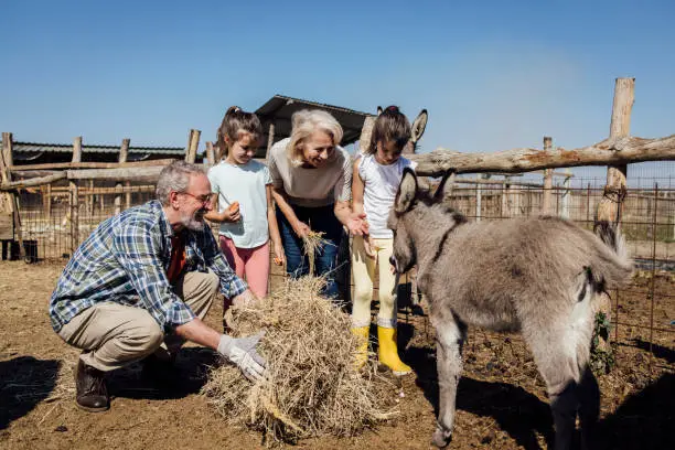 Photo of Girls having fun on the ranch and feeding donkeys with grandparents