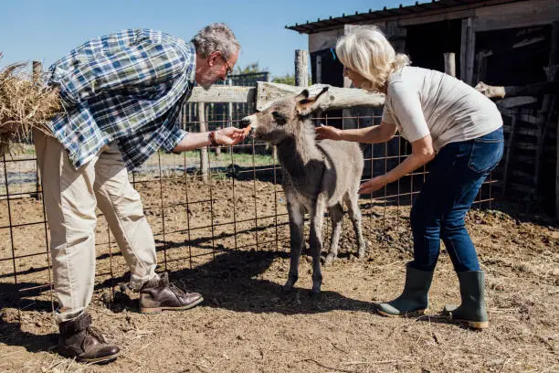 Photo of Senior man and woman enjoying on their ranch and feeding a baby donkey