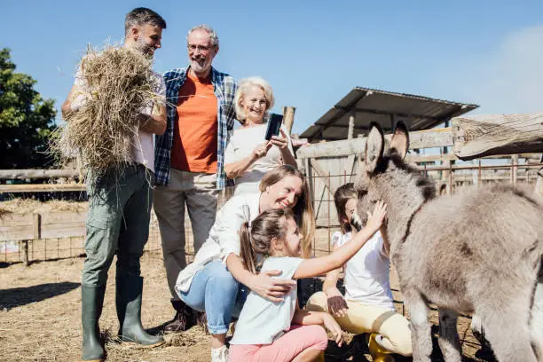 Photo of Two girls feeding a baby donkey with their family on the ranch