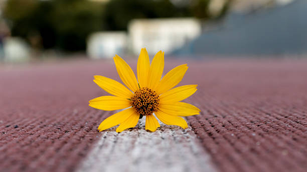 istock Flower on white stripe to the treadmill. 1341665245