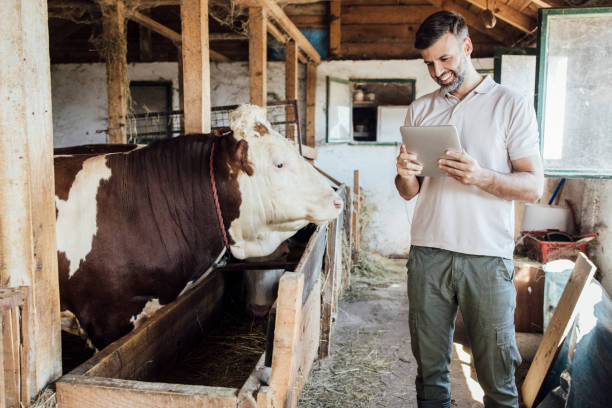 istock Farmer using tablet and enjoying with cattle on his ranch 1341665261