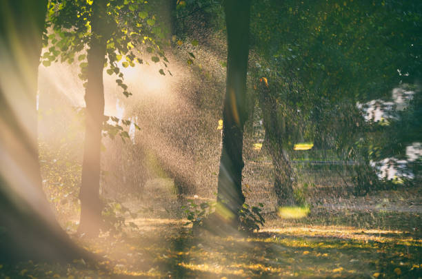 istock Summer rain. Rain in the forest with sun casting warm rays between the trees. Abstract natural backgrounds for your design 1341665334