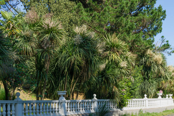 istock Blooming Cordyline australis, commonly known as cabbage tree or cabbage-palm. White inflorescence of Cordyline australis palm in Arboretum Park Southern Cultures in Sirius (Adler) Sochi. 1341665643