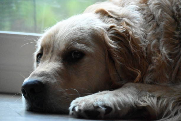 istock Tired Golden Retriever 1341666530