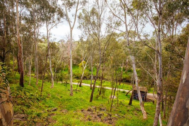 istock Darebin Parklands in Melbourne Australia 1341666642