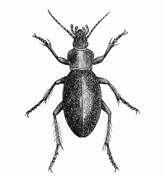 Leather ground beetle Illustration from 19th century. ground beetle stock illustrations