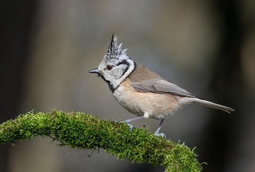 European crested tit  (Lophophanes cristatus) perching on a branch covered with moss.