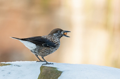 Spotted nutcracker (Nucifraga caryocatactes) standing in snow with a hazelnut.
