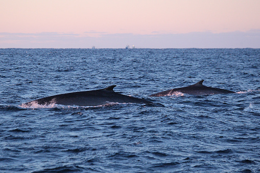 fin whales, Balaenoptera physalus, encountered off Andenes, Norway