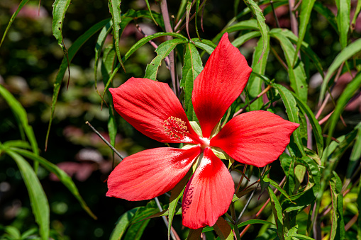 Scarlet rosemallow flowers are in full bloom even in the hot summer.