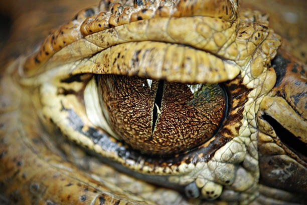 istock Crocodile Eyes Detail Close Up 134166872