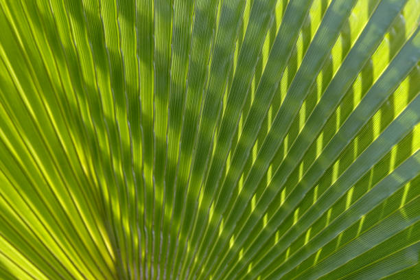 istock Palm leaves texture with shadow.Tropical palm leaves. floral pattern background.Palm leaves on which a good shadow falls. Graphic drawing on a palm leaf. natural patterns.natural beautiful background. 1341670522