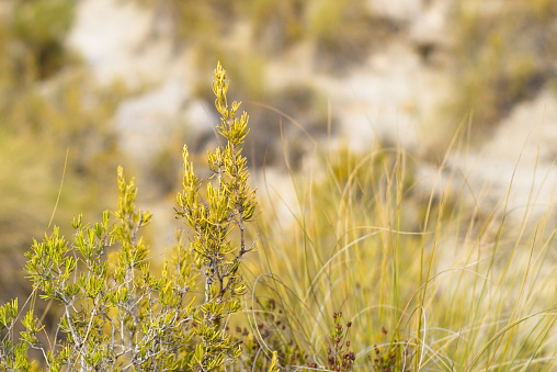 Spinifex longifolius plants in Western Australia