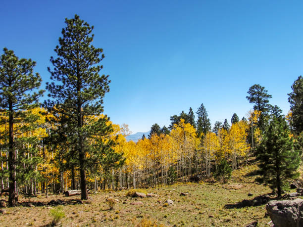 A mixed fall forest of Aspen, fir and pine trees in the Dixie national forest on the high altitudes of the Aquarius Plateau stock photo