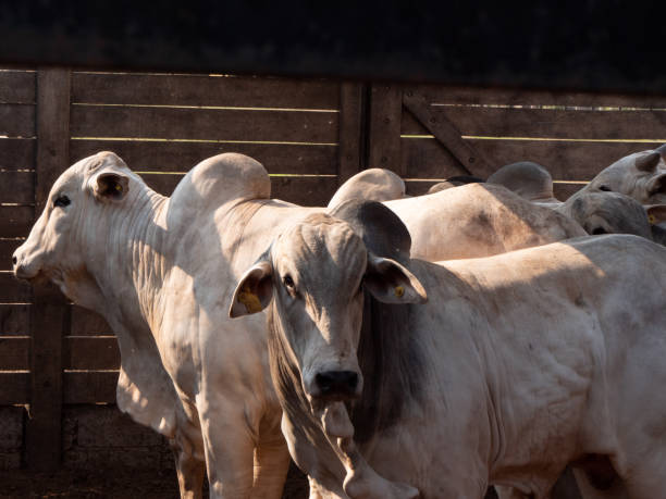 istock Nellore cattle in a corral 1341672550
