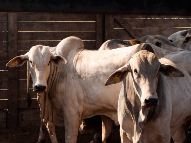 two heads of nellore cattle - cattle shed cow animal imagens e fotografias de stock