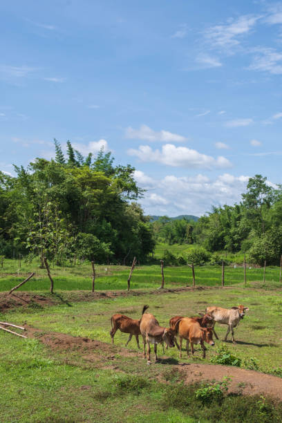 Many cows are grazing in the meadow.