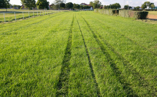 夏の晴れた日に競馬のための空の緑の草のレーストラック、クローズアップ - horse close up non urban scene spring ストックフォトと画像