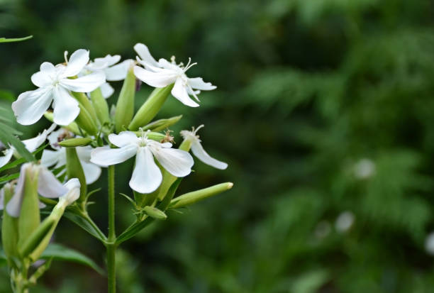 Saponaria officinalis medicinal plant (common soap, crow soap, wild sweet William, soap) Saponaria officinalis medicinal plant (common soap, crow soap, wild sweet William, soap) common soapwort saponaria officinalis stock pictures, royalty-free photos & images
