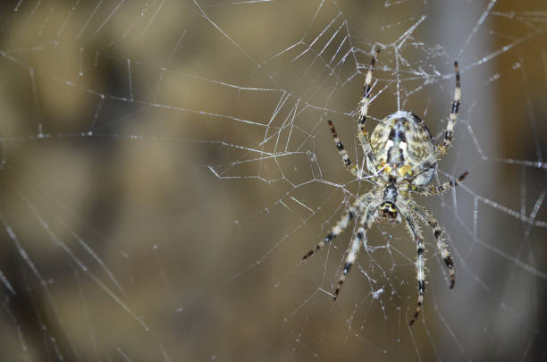 istock photo of a cross spider 1341677904