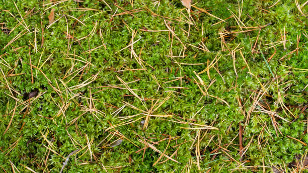 green moss grows in the forest, close-up, background stock photo
