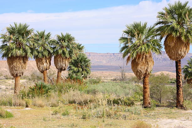Desert oasis stock photo