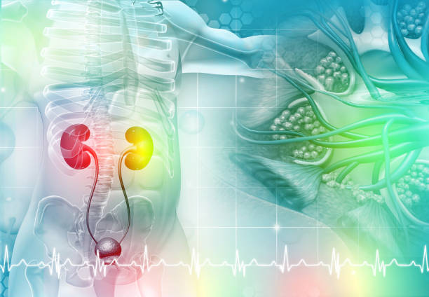 istock Human kidney on scientific background. 3d illustration 1341680392