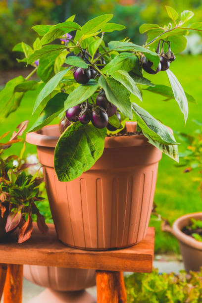 istock Small eggplants cultivated for container or pot for balcony, patio or terrace 1341680462
