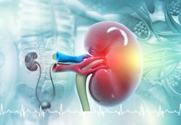 istock Kidney human renal realistic 3d illustration 1341680668