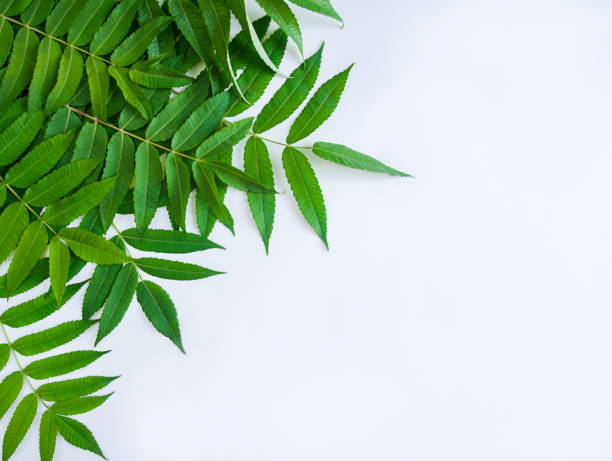 istock Green leaves on a white background 1341680672