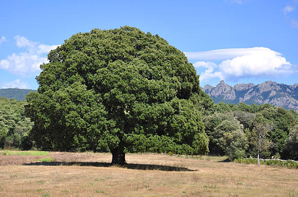 Large tree with a round port in front of mountain