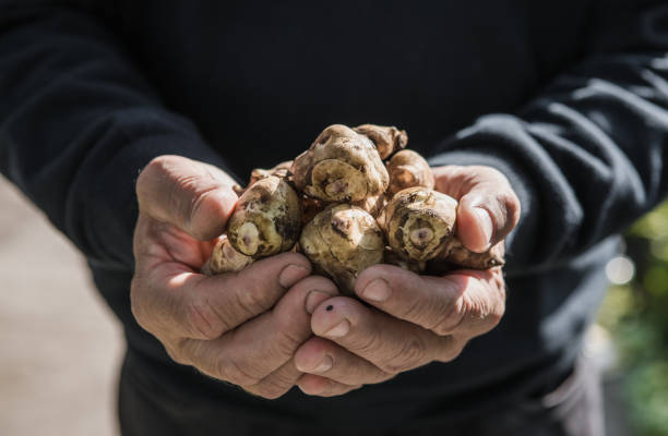 Jerusalem artichoke tubers in hands. Freshly harvested roots of Helianthus tuberosus, also known as sunroot, sunchoke, earth apple, topinambur or lambchoke. Used as a root vegetable. stock photo
