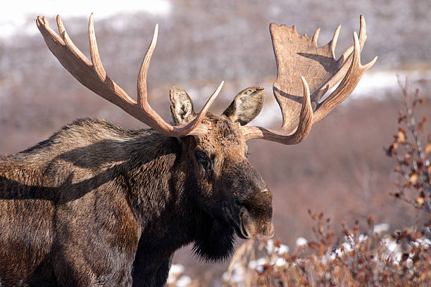 Portait of a Bull A bull moose seems to pose for a wildlife photographer in Alaska's Chugach State Park. bull moose stock pictures, royalty-free photos & images