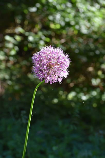 nobody`s perfect - an allium flower in bloom on a slightly tilt stem. - perennial selective focus vertical tilt imagens e fotografias de stock