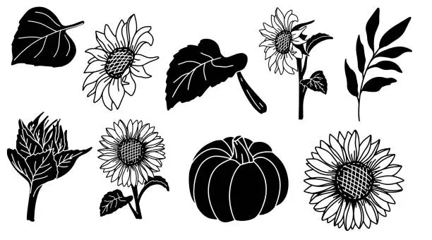 Vector illustration of Sunflower fall illustration. Vector black fall botany element