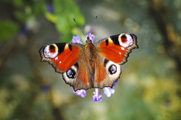 istock Beautiful butterfly on flowers 1341684856