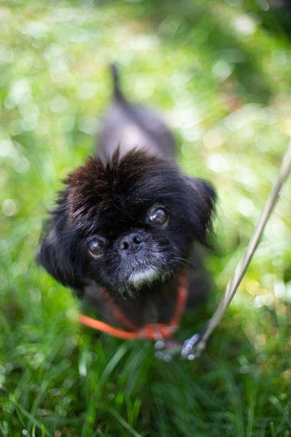 istock Funny dog smilling 1341684938