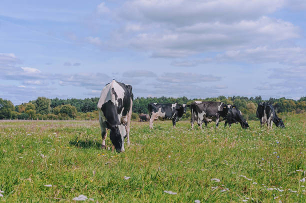 istock cows against the sky and green grass 1341686252