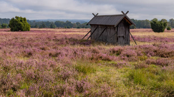 istock landscape of blooming heath 1341686932