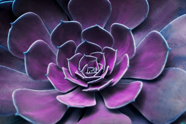 Geometrically regular shaped flower green color