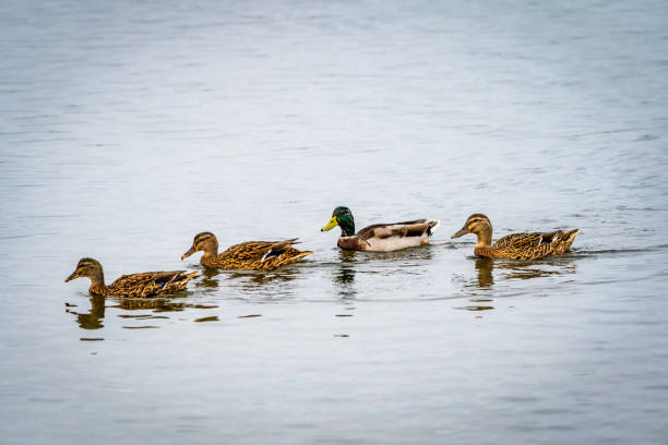 kaczki w morzu na zachodnim wybrzeżu szwecji. - sweden summer swimming lake zdjęcia i obrazy z banku zdjęć