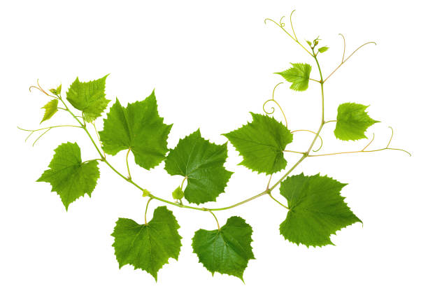 istock Branch of grape vine tendrils on white background 1341688340