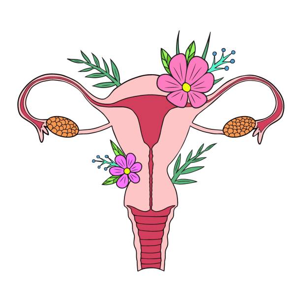 uterus with flowers Uterus. Beauty female reproductive system with flowers. Hand drawn uterus, womb female reproductive sex organ and flowers.Vector illustration. women private part stock illustrations