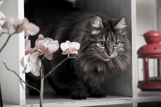 istock close-up of long-haired cat sitting 1341689823