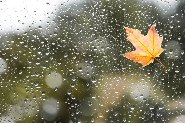 istock Fallen maple leaf on the window with raindrops in the autumn rainy day. 1341690665
